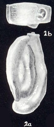 Quinqueloculina (?) trinidadiana McCulloch, 1981 Quinqueloculina (?) trinidadiana McCulloch, 1981