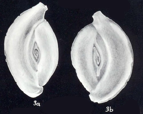 Spiroloculina caledoniana McCulloch, 1981 Spiroloculina caledoniana McCulloch, 1981