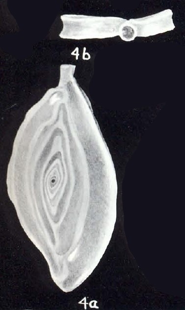 Spiroloculina planocommunis McCulloch, 1981 Spiroloculina planocommunis McCulloch, 1981