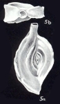 Spiroloculina dispar McCulloch, 1981