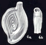 Spiroloculina neoprofunda McCulloch, 1981