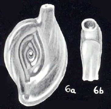 Spiroloculina neoprofunda McCulloch, 1981 Spiroloculina neoprofunda McCulloch, 1981