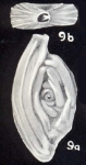 Spiroloculina tobagoensis McCulloch, 1981