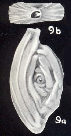 Spiroloculina tobagoensis McCulloch, 1981 Spiroloculina tobagoensis McCulloch, 1981