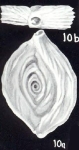 Spiroloculina lavelaensis McCulloch, 1981