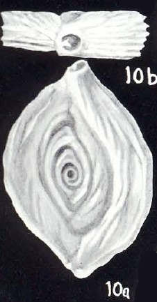 Spiroloculina lavelaensis McCulloch, 1981 Spiroloculina lavelaensis McCulloch, 1981
