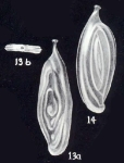 Spiroloculina angulariformis McCulloch, 1981