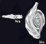 Ophthalmidium (?) arubaensis McCulloch, 1981, author: Consorti, Lorenzo