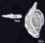 Ophthalmidium (?) arubaensis McCulloch, 1981