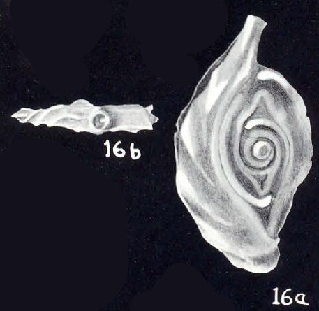 Ophthalmidium (?) arubaensis McCulloch, 1981 Ophthalmidium (?) arubaensis McCulloch, 1981