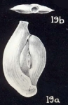 Massilina (?) simulata McCulloch, 1981