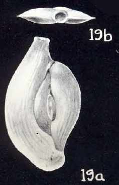Massilina (?) simulata McCulloch, 1981 Massilina (?) simulata McCulloch, 1981