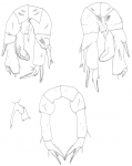 hypersalinus P5