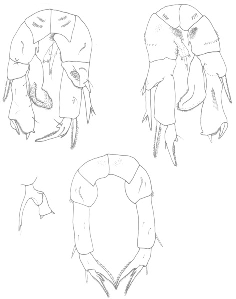hypersalinus P5 hypersalinus P5