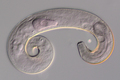 Microlaimus