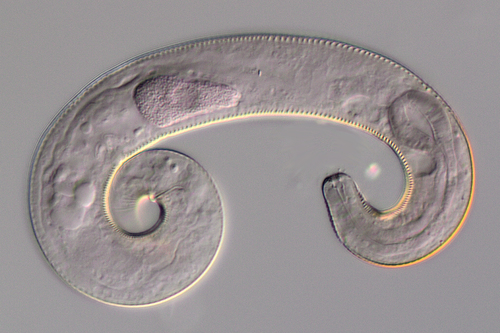 Microlaimus