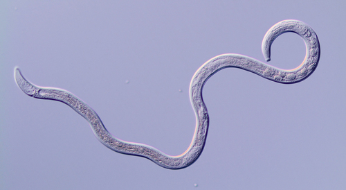 Sabatieria
