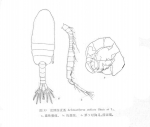 inflatus 