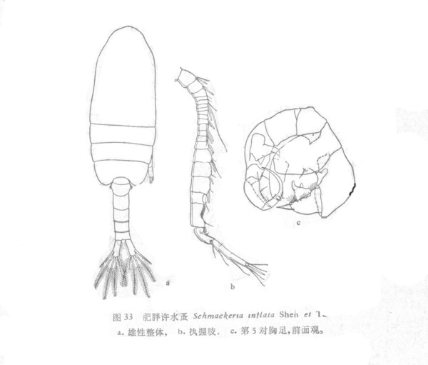 inflatus inflatus