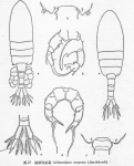 Pseudodiaptomus inopinus