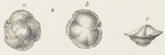 Siphonina fimbriata Reuss, 1850 Siphonina fimbriata Reuss, 1850