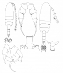 Pseudodiaptomus inopinus