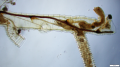 Close-up of Rhabdopleura emancipata Gordon, Quek & Huang, 2024