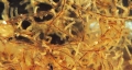 Rhabdopleura emancipata part of holotype colony