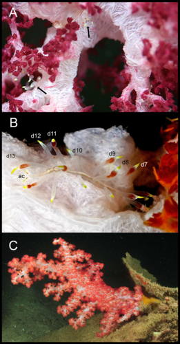 Cryptochaetosyllis imitatio Jimi, Britayev, Martin in Jimi et al., 2024 Cryptochaetosyllis imitatio Jimi, Britayev, Martin in Jimi et al., 2024