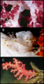 Cryptochaetosyllis imitatio Jimi, Britayev, Martin in Jimi et al., 2024