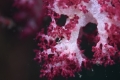 Cryptochaetosyllis imitatio Jimi, Britayev, Martin in Jimi et al., 2024 on Dendronephthya sp.