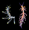 Cryptochaetosyllis imitatio Jimi, Britayev & Martin in Jimi et al., 2024 compared to a nudibranch, Coryphellina exoptata