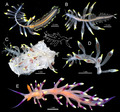 Cryptochaetosyllis imitatio Jimi, Britayev & Martin in Jimi et al., 2024