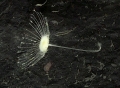 Abyssocladia johnhooperi Ekins & Wilson, 2024