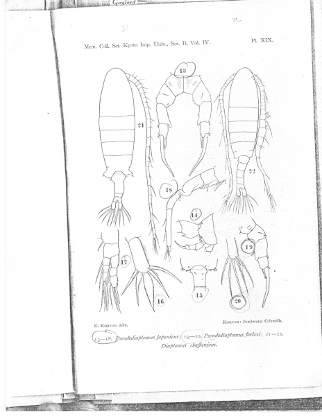 japonicus japonicus