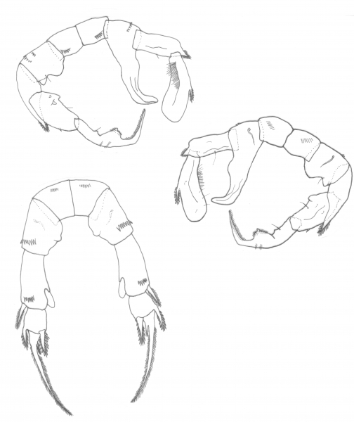 lobipes P5 lobipes P5
