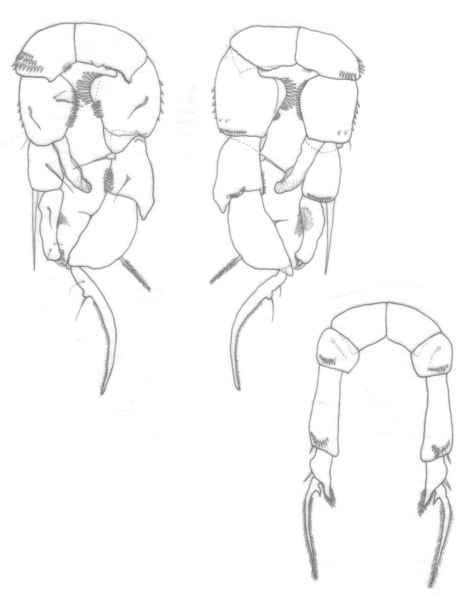 longispinosus P5 longispinosus P5