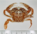 Liocarcinus marmoreus (Leach, 1814), author: IMARES