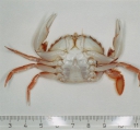 Liocarcinus marmoreus (Leach, 1814), author: IMARES