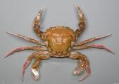 Liocarcinus marmoreus (Leach, 1814), author: IMARES