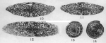 Fusulina bellatula Stewart, 1958