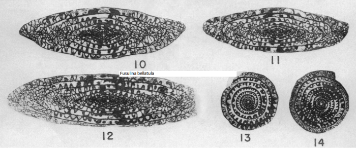 Fusulina bellatula Stewart, 1958 Fusulina bellatula Stewart, 1958