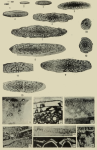 Fusulina lonsdalensis Dunbar & Henbest, 1942