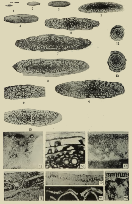Fusulina lonsdalensis Dunbar & Henbest, 1942 Fusulina lonsdalensis Dunbar & Henbest, 1942