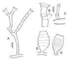 Hydrodendron mirabile from the Bay of Biscay