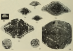 Fusulinella cadyi Dunbar & Henbest, 1942