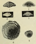 Fusulinella gephyrea Dunbar & Henbest, 1942