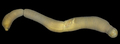 WoRMS Top Ten