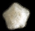 Caymanostella scrippscognaticausa Shen et al. 2024