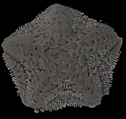 Caymanostella scrippscognaticausa Shen, Koch, Seid, Tilic & Rouse, 2024 Caymanostella scrippscognaticausa Shen, Koch, Seid, Tilic & Rouse, 2024